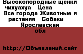Высокопородные щенки чихуахуа › Цена ­ 25 000 - Все города Животные и растения » Собаки   . Ярославская обл.